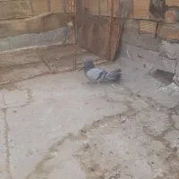 کبوتر سرور و سبز|پرنده|همدان, |دیوار