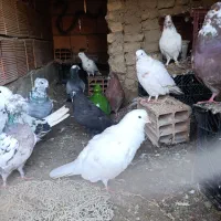 کبوتر|پرنده|سیجوال, |دیوار