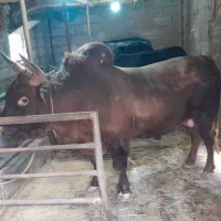 ورزا چالوسی