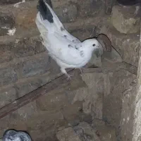 تعدادی کبوتر پرشی|پرنده|کوهدشت, |دیوار