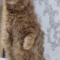 پرشین ماده ۳ ساله عقیم نشده