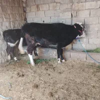 گاو گوساله سمینتال