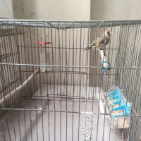 سهره داغ سر جوجه قفس