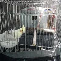 فروش عروس هلندی