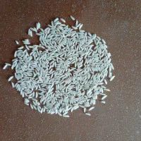 برنج هاشمی درجه یک گیلان|خوردنی و آشامیدنی|سنگر, |دیوار