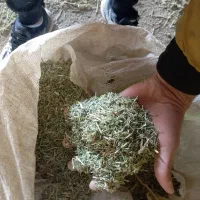 کاه یونجه پیک لاک|لوازم جانبی حیوانات|میان جلگه, |دیوار