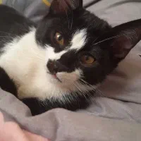 واگذاری گربه