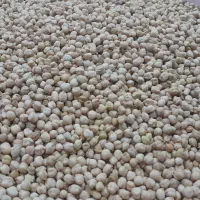 حبوبات|خوردنی و آشامیدنی|ایجرود, |دیوار