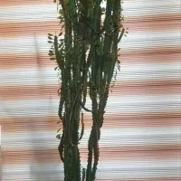 گل افوربیا