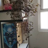 سه عدد گل طبیعی بفروش میرسد به علت مهاجرت