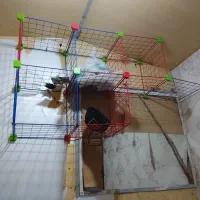 قفسه استند