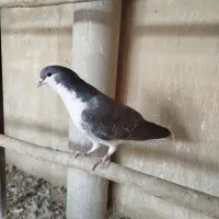 کفتر چادری گم شده