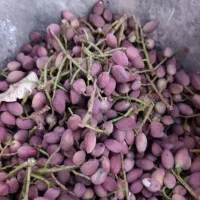 پسته دانه تازه فیض آباد کارتن شده 380 خوشه 175|عمده‌فروشی|تهران, افسریه شمالی|دیوار