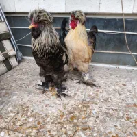 مرغ و خروس سلطانی زینتی یونیک مینیاتور