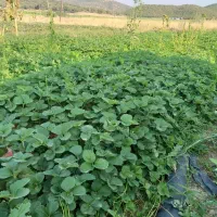 ریشه لخت توت فرنگی پاروس