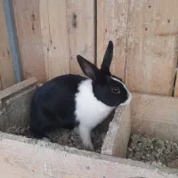 فروش خرگوش خونگی|موش و خرگوش|شاهرود, |دیوار