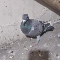 قره  سار سبز