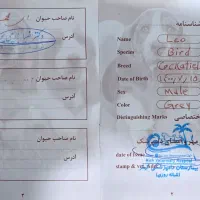 فروش جوجه شاه طوطی هلندی شناسنامه دار|پرنده|کیش, |دیوار