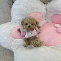 پودل عروسکی