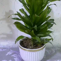 گیاه کامپکت
