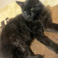 واگذاری گربه نژاد ترکیش|گربه|گلبهار, شهر جدید گلبهار|دیوار