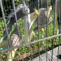 عروس هلندی(رشت،روسر کلاچای)|پرنده|رحیم‌آباد, |دیوار