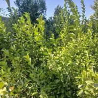 130-متر-با-جواز-آماده-ساخت-نارمک-املاک-آماج