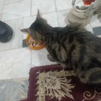گربه پیداشده