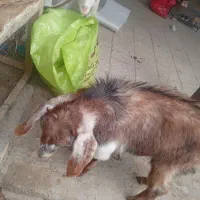 بزغاله نر|حیوانات مزرعه|نیشابور, دربقاضی|دیوار