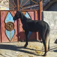 خرید فروش اسب