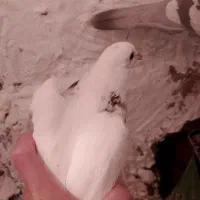 همه گرفتنی از