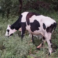 گاو دورگ با گوساله هلشتاین