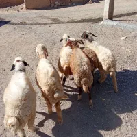 گوسفند کاور ماده|حیوانات مزرعه|کلیائی, |دیوار