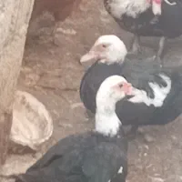 اردک اسراییلی    عروس هلندی|پرنده|تنکابن, |دیوار