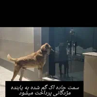 سگ گم شده