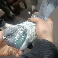 کبوتر پرشی|پرنده|قم, ولیعصر|دیوار