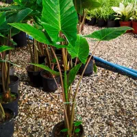 بابا آدم مقاوم و ارزان