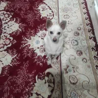 حیوان خانگی