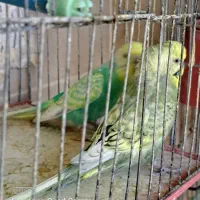 جفت مرغ عشق اسپانگل و رنگین کمانی