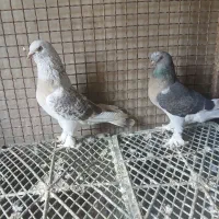 سوسنی ترنج دار