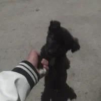 سگ باهوش نر عادتی هست|سگ|مشهد, همت آباد|دیوار