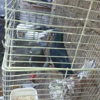 کفتر.کبوتر تهرانی پرشی ساعت دار|پرنده|شهریار, شهرک امیریه|دیوار