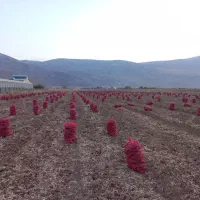 فروش عمده پیاز قرمز