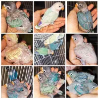 جوجه کوتوله دستی سرلاکی طوطی