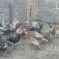 تعدادی بوقلمون نر وماده نژاد برنز وبوربون ۱۷ ماه|حیوانات مزرعه|مشهد, منزل آباد|دیوار