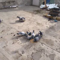 پرنده|پرنده|مبارکه, |دیوار