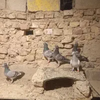 کبوتر نر|پرنده|کرباسک, |دیوار