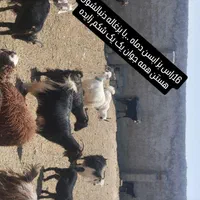 شانزده راس بز بزغاله