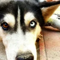 دو عدد سگ هاسکی چشم دو رنگه