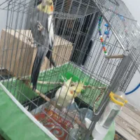 معاوضه یا فروش عروس